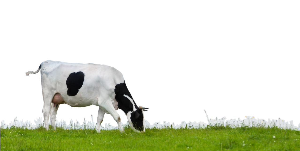 Корова на зеленой траве