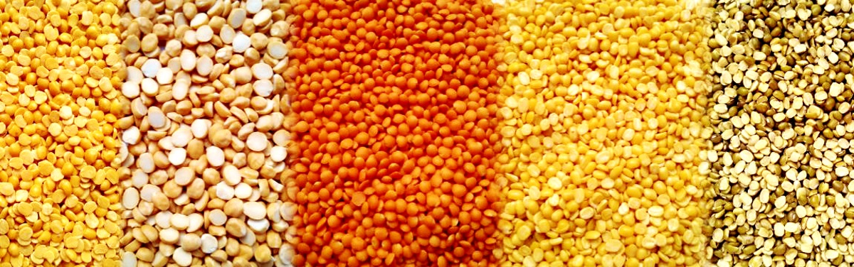 Полоса сравнения проб зерна разного цвета